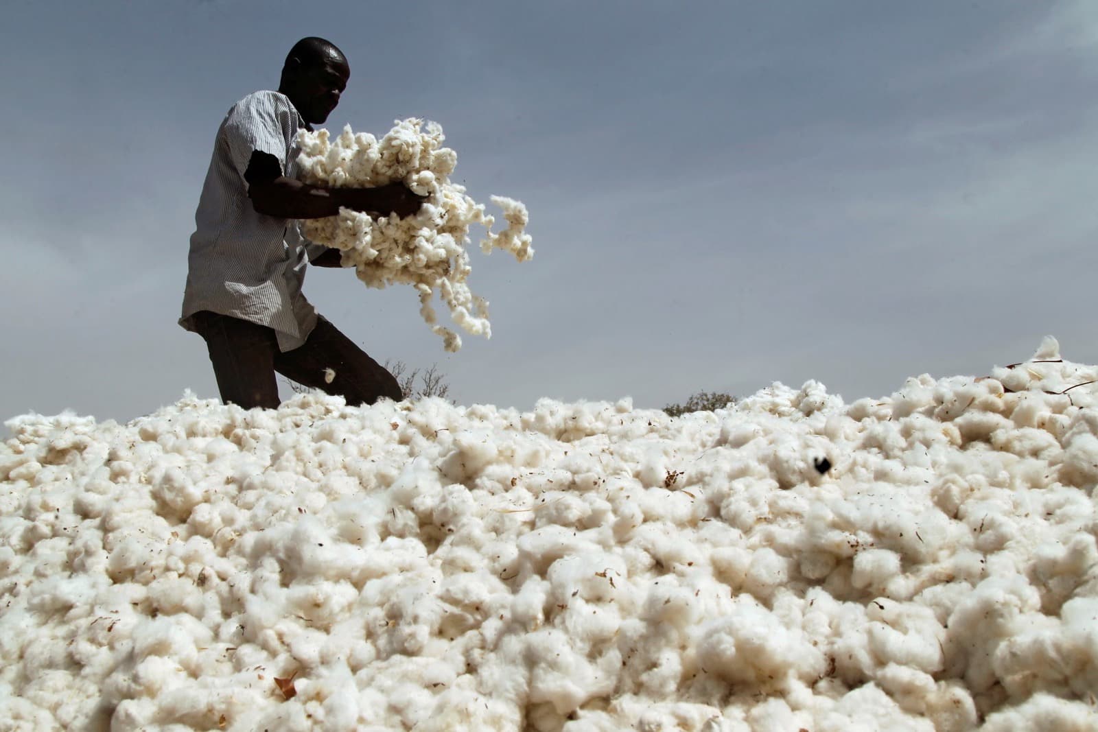 Raw cotton fiber in soft natural light, the boll opened against a cream ground.
