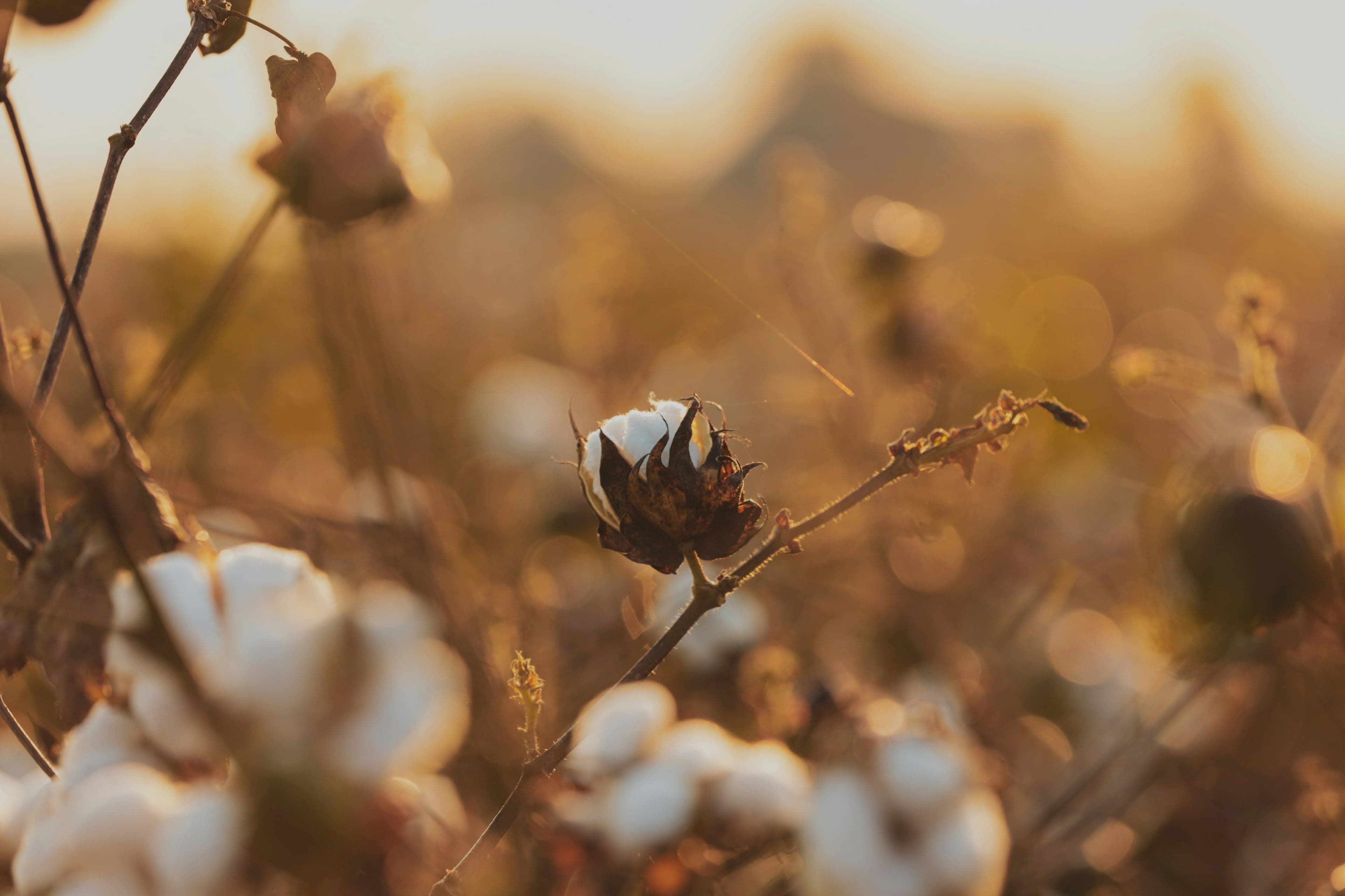 Organic Cotton fiber, close up