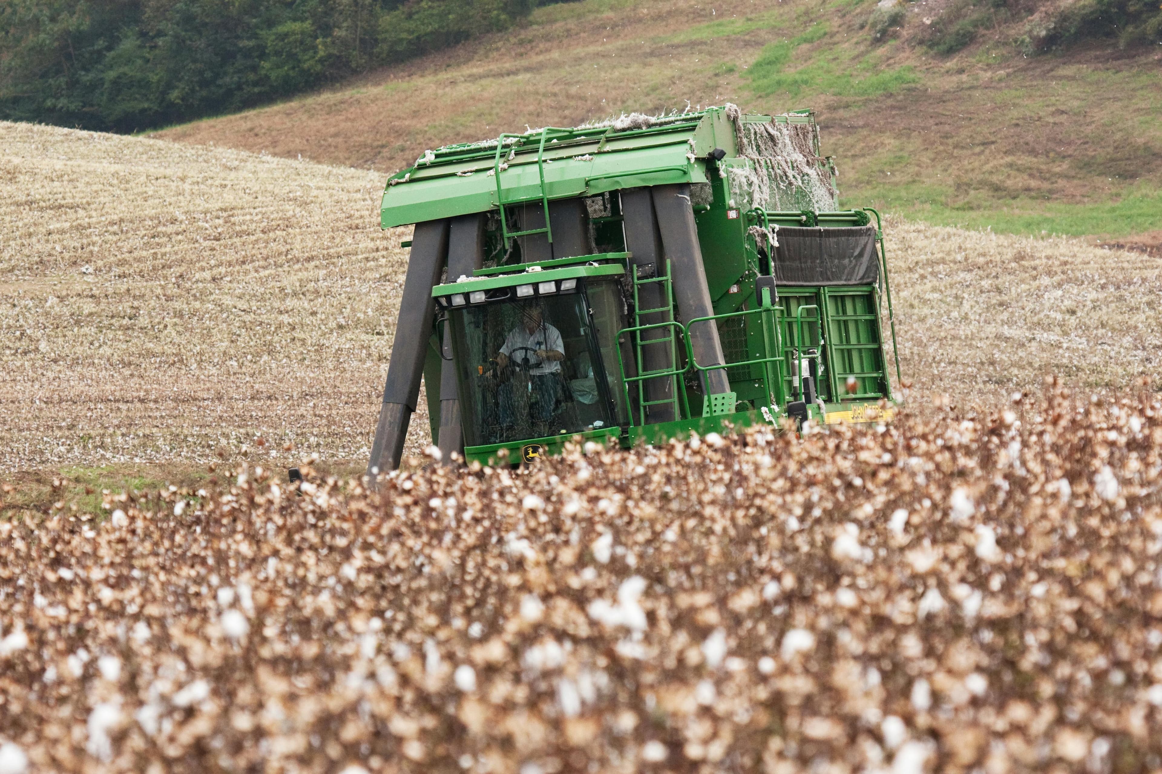 A green mechanical cotton harvester moves through a field of cotton ready for picking, tufts of white bolls in the foreground.