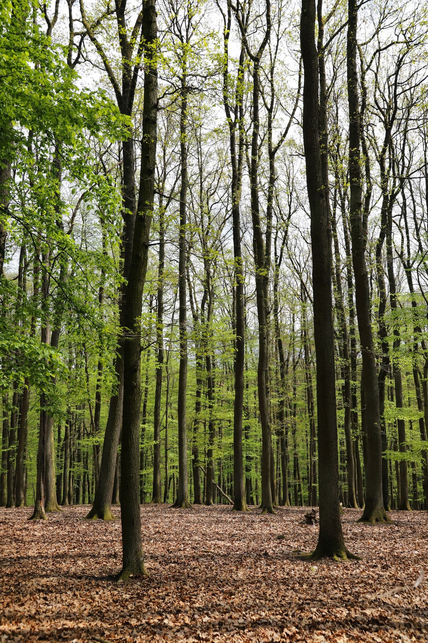 What Is EcoVero? The 'Cleaner Viscose,' Explained