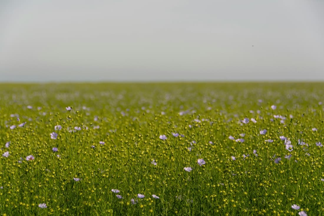 Natural linen fabric in warm daylight, its slightly irregular flax weave visible up close.