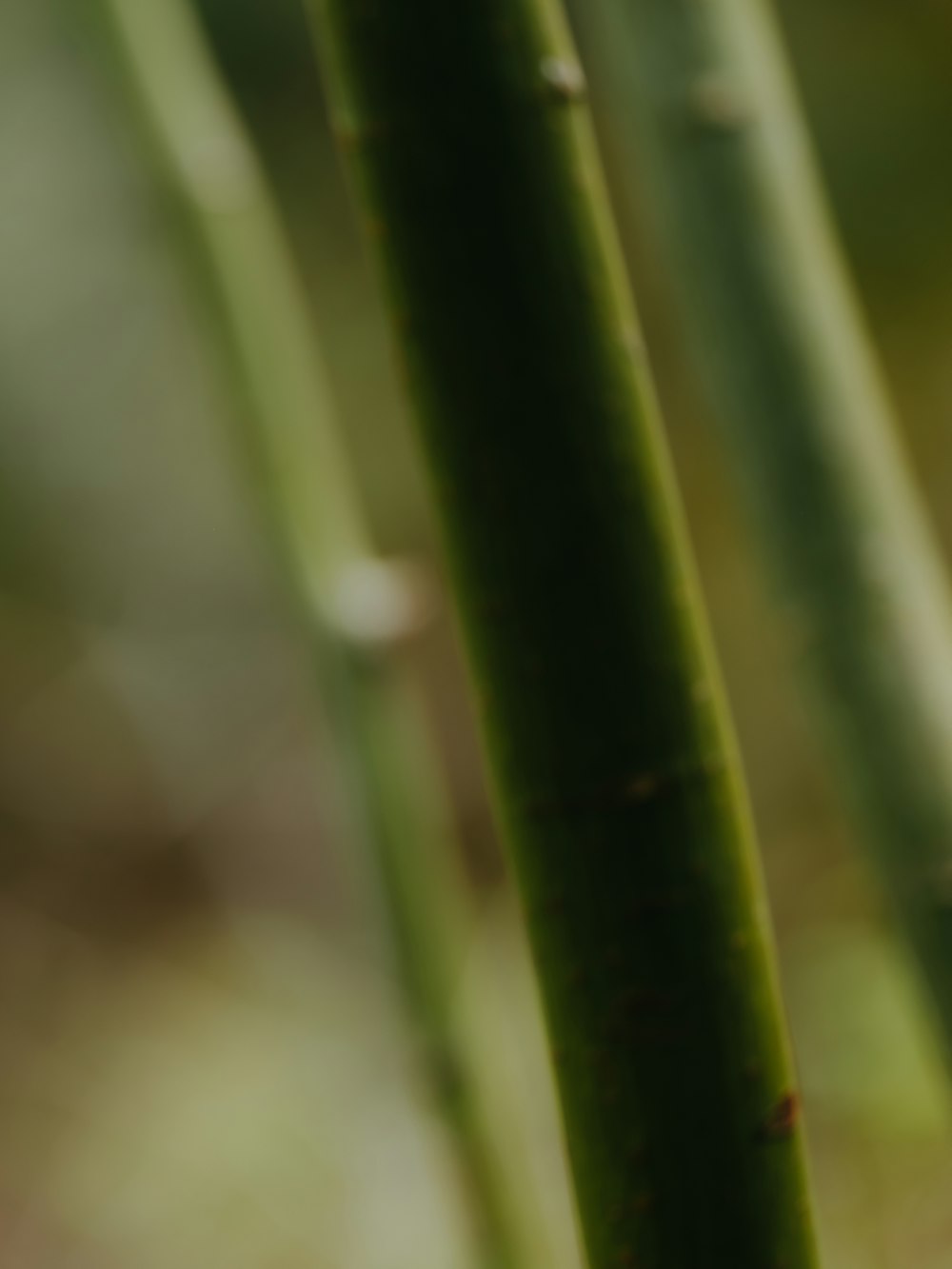 Bamboo fabric