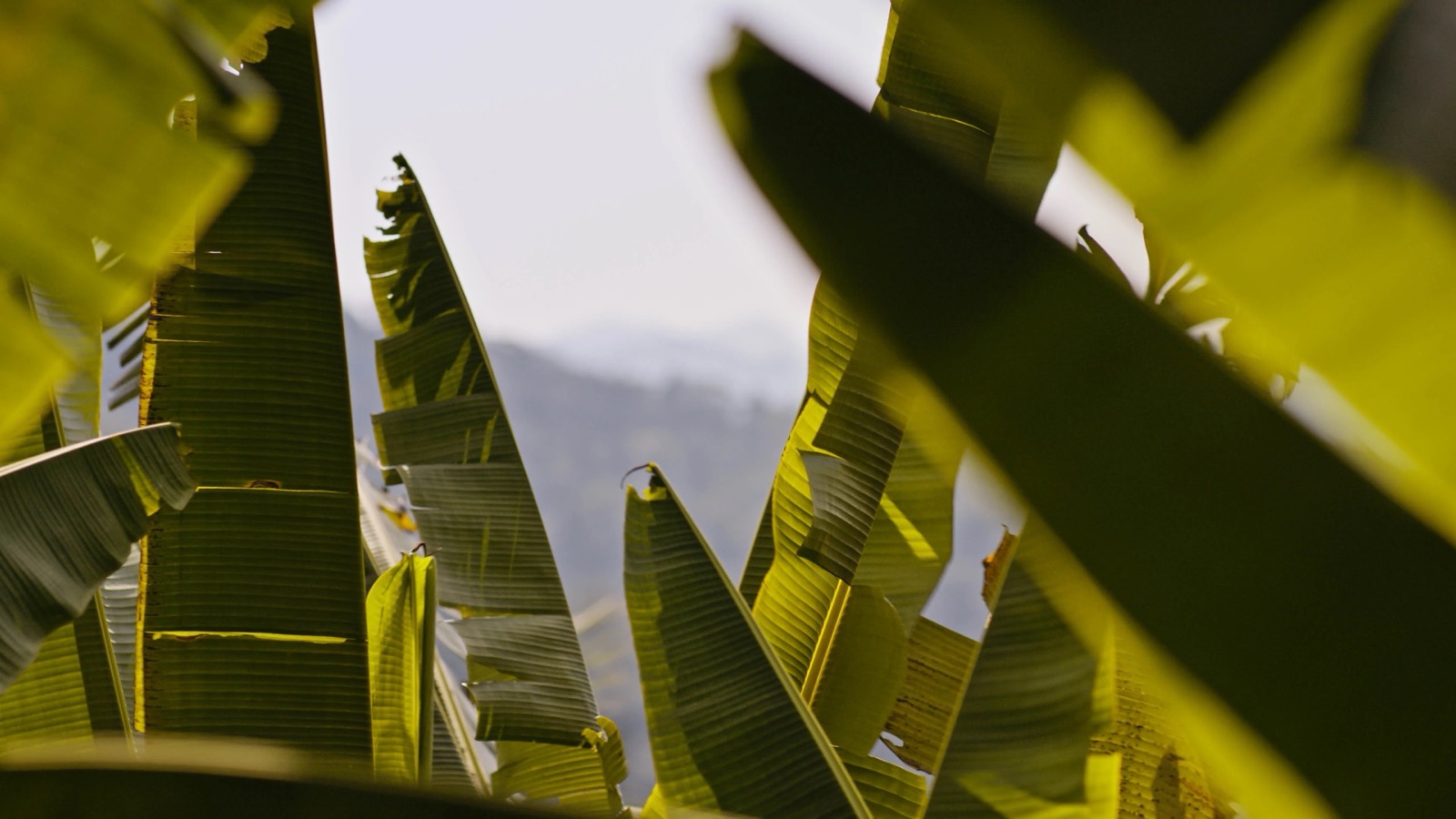 Bananatex (abacá) fabric
