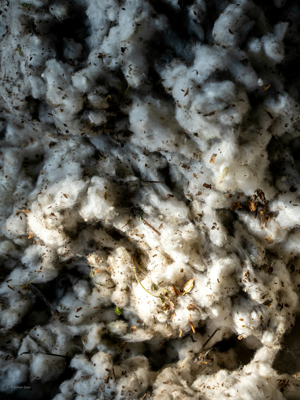 Organic Cotton fabric
