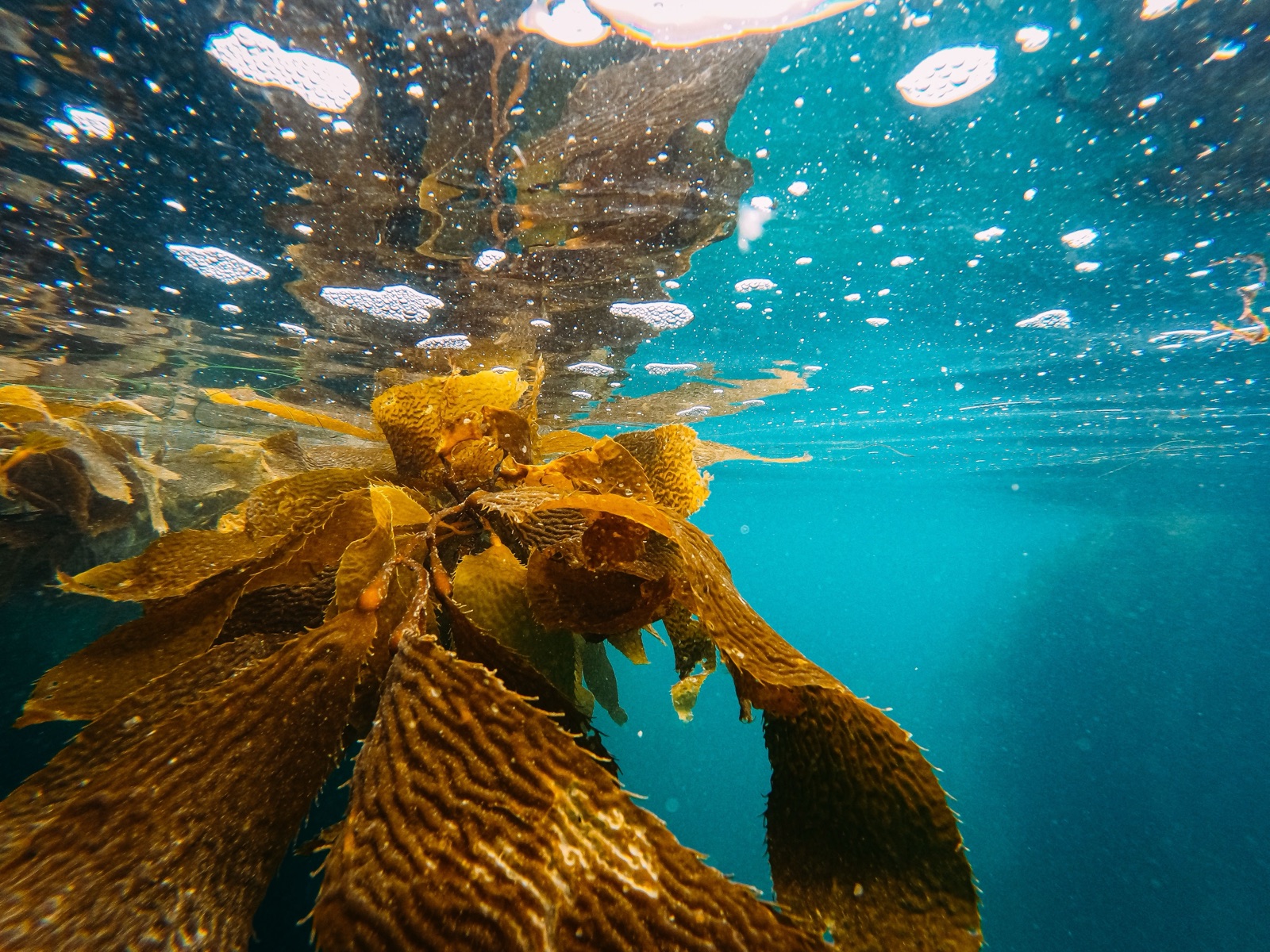 SeaCell (seaweed) fabric
