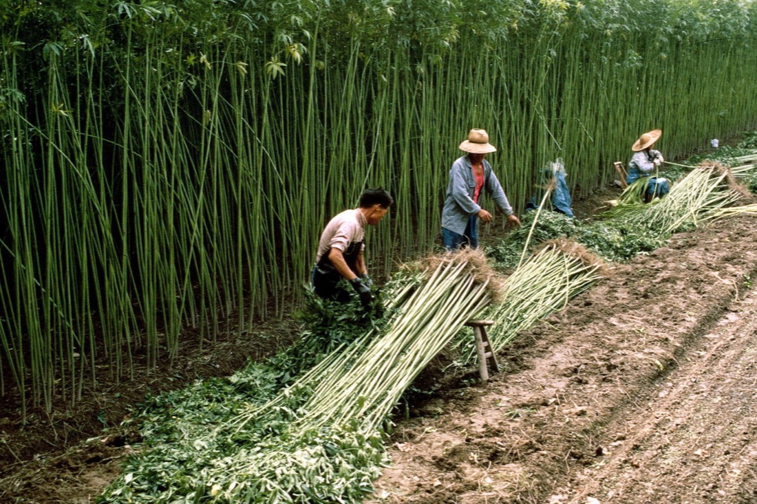 hemp