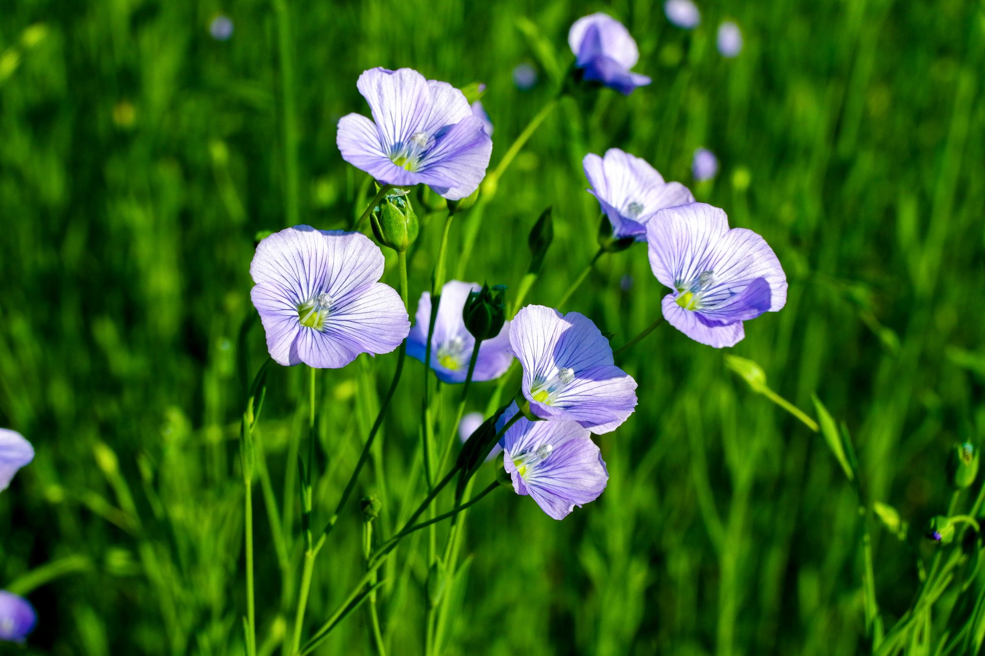 Blue flax flowers in bloom in a field