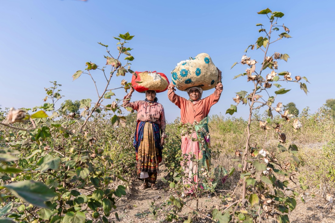 organic cotton