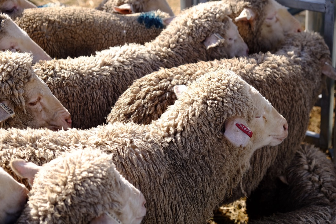 wool