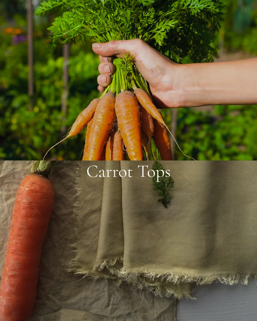 A hand holding a bunch of freshly pulled carrots above, and soft olive-green dyed linen with a carrot beside it below.